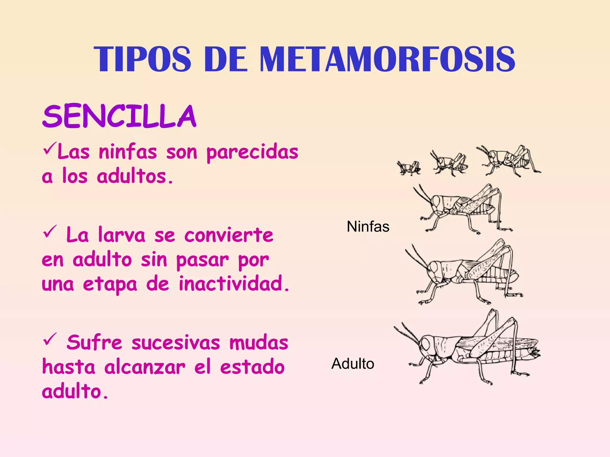 Metamorfosis De Los Insectos | PPT