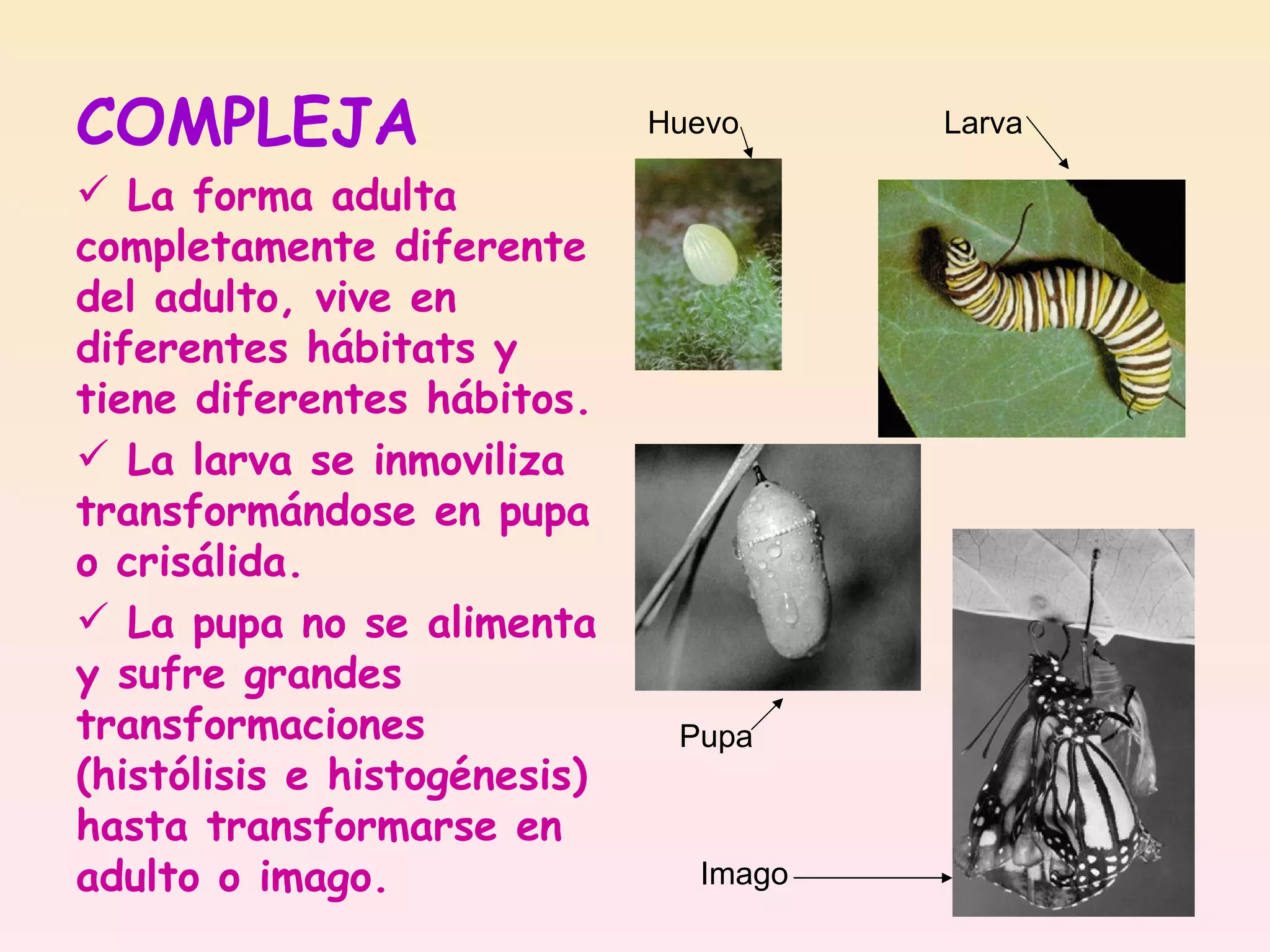 Metamorfosis De Los Insectos | PPT