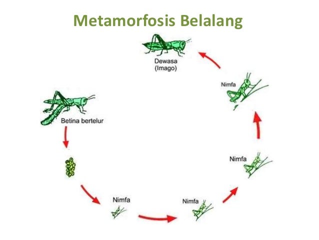  Metamorfosis  belalang 