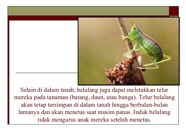 55+ Gambar Metamorfosis Pada Belalang Terlengkap - Hoganig
