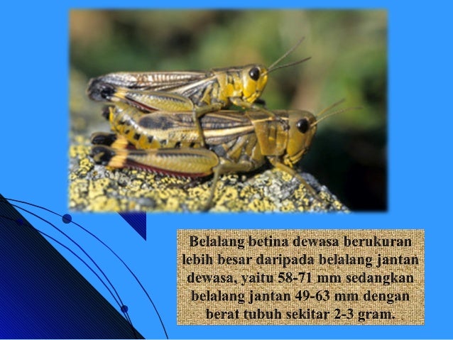 Metamorfosis Belalang
