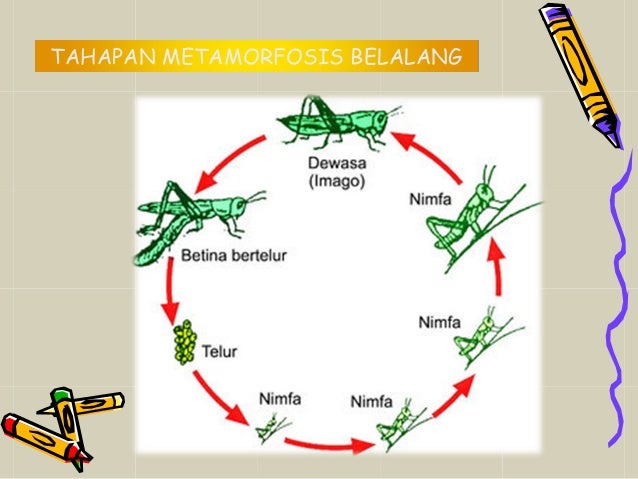 Metamorfosis Belalang