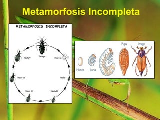 Metamorphosis Incompleta metamorfosis complETaA e incomPLETA.pptx
