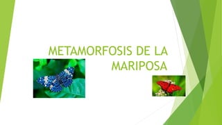 METAMORFOSIS DE LA
MARIPOSA
 