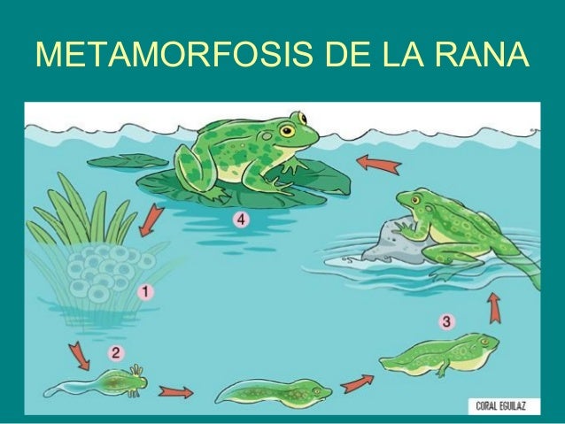 Resultado de imagen de metamorfosis de la rana