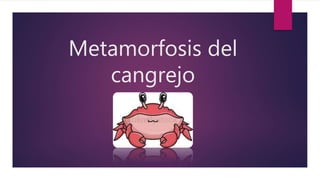 Metamorfosis del
cangrejo
 