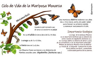 Metamorfosis monarca