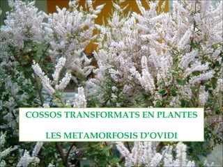 COSSOS TRANSFORMATS EN PLANTES
LES METAMORFOSIS D’OVIDI

 