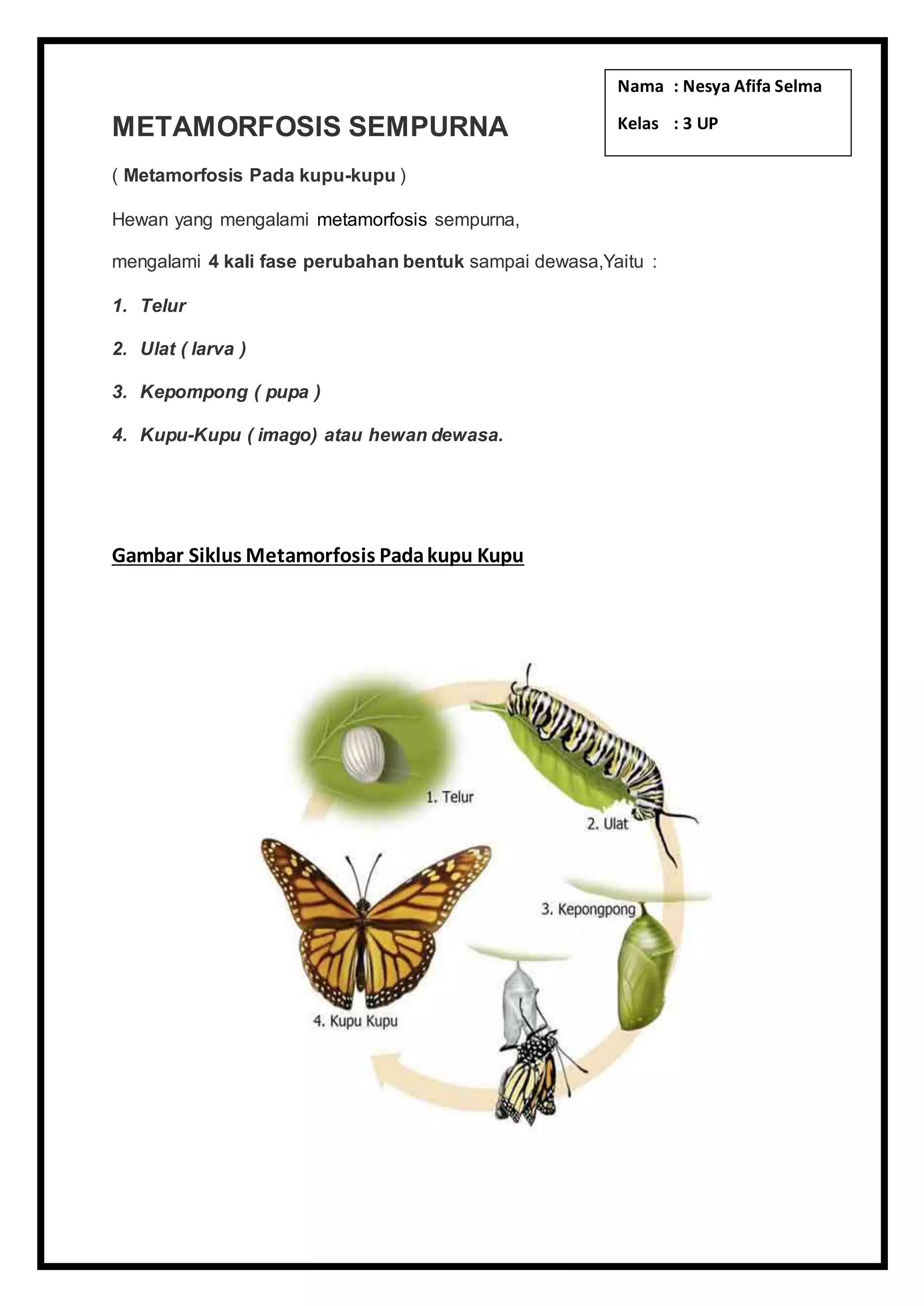 METAMORFOSIS SEMPURNA.doc
