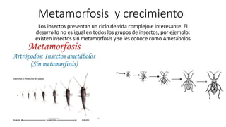 Metamorfosis y crecimiento
Los insectos presentan un ciclo de vida complejo e interesante. El
desarrollo no es igual en todos los grupos de insectos, por ejemplo:
existen insectos sin metamorfosis y se les conoce como Ametábolos
 