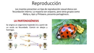 Reproducción
Los insectos presentan un tipo de reproducción sexual dioica con
fecundación interna. La mayoría son ovíparos...
