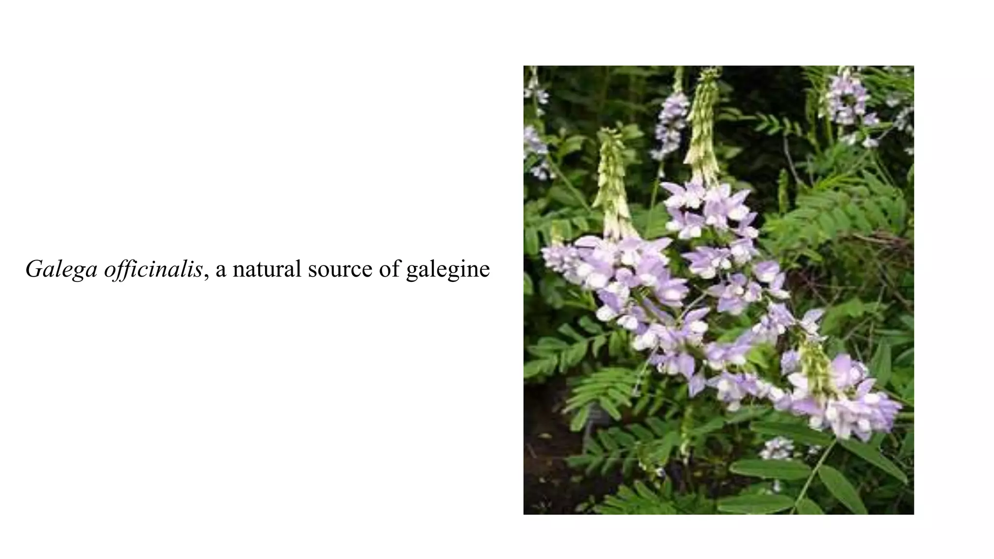 Galega officinalis, a natural source of galegine
 