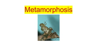 Metamorphosis
 
