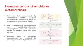 Hormonal control of Amphibian
Metamorphosis.
 