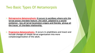 Metamorphosis | PPTX