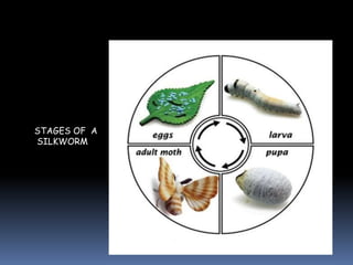 STAGES OF A
SILKWORM
 
