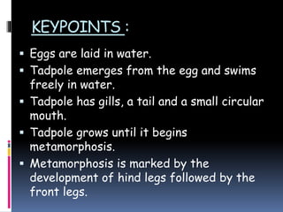 KEYPOINTS :
 Eggs are laid in water.
 Tadpole emerges from the egg and swims
freely in water.
 Tadpole has gills, a tail and a small circular
mouth.
 Tadpole grows until it begins
metamorphosis.
 Metamorphosis is marked by the
development of hind legs followed by the
front legs.
 