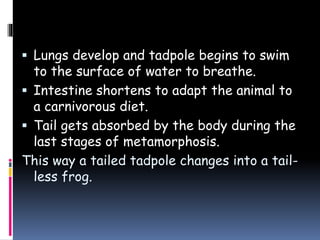 Lungs develop and tadpole begins to swim
to the surface of water to breathe.
 Intestine shortens to adapt the animal to
a carnivorous diet.
 Tail gets absorbed by the body during the
last stages of metamorphosis.
This way a tailed tadpole changes into a tail-
less frog.
 