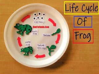 Metamorphosis in frog