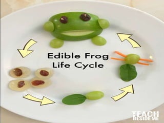 Metamorphosis in frog
