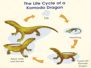 Metamorphosis in frog