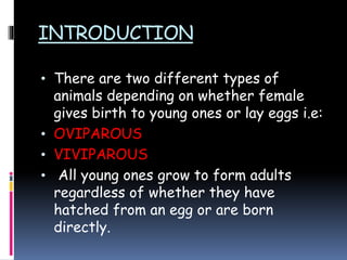 INTRODUCTION
• There are two different types of
animals depending on whether female
gives birth to young ones or lay eggs i.e:
• OVIPAROUS
• VIVIPAROUS
• All young ones grow to form adults
regardless of whether they have
hatched from an egg or are born
directly.
 