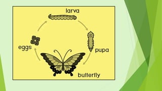 Metamorphosis Math Metamorphosis | PPTX
