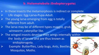 b. Holometabola (Endopterygota)
 In these insects the metamorphosis is indirect or complete.
 Life stages: Egg-Larva-Pupa-Adult.
 The young larva emerging from egg is totally
different from adult.
 The larva may be of different types maggot, grub,
wireworm ,caterpillar like.
 The winged insects develop their wings internally within
the body of larvae and are thus known as
endopterygota.
 Example: Butterflies, Lady bugs, Ants, Beetles,
Mosquitos, Moths.
 
