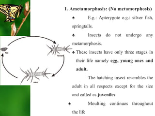 Metamorphosis: Life's Transformative Journey | PPTX