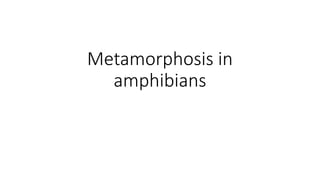 Metamorphosis Event metamorphosis_event. The changes in the stages from a larva to an adult ...