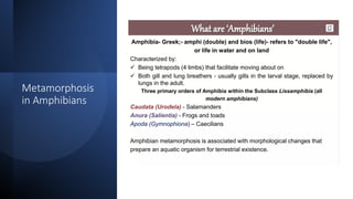 Metamorphosis Event metamorphosis_event. The changes in the stages from a larva to an adult ...