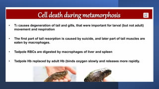 Metamorphosis Event metamorphosis_event. The changes in the stages from a larva to an adult ...