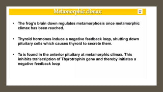 Metamorphosis Event metamorphosis_event. The changes in the stages from a larva to an adult ...