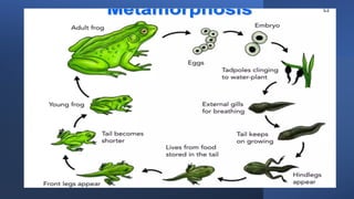 metamorphosis_event. The changes in the stages from a larva to an adult ...