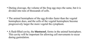 Metamorphosis Event metamorphosis_event. The changes in the stages from a larva to an adult ...