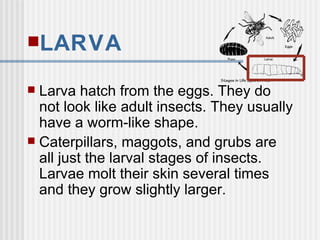 LARVA Larva hatch from the eggs. They do not look like adult insects. They usually have a worm-like shape. Caterpillars, maggots, and grubs are all just the larval stages of insects. Larvae molt their skin several times and they grow slightly larger. 