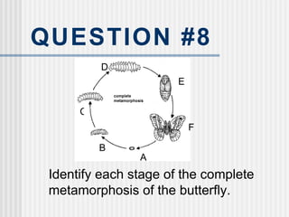 QUESTION #8 Identify each stage of the complete metamorphosis of the butterfly. A B C D E F 