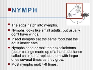NYMPH The eggs hatch into nymphs.   Nymphs looks like small adults, but usually don't have wings. Insect nymphs eat the same food that the adult insect eats. Nymphs shed or molt their exoskeletons (outer casings made up of a hard substance called chitin) and replace them with larger ones several times as they grow. Most nymphs molt 4-8 times. 