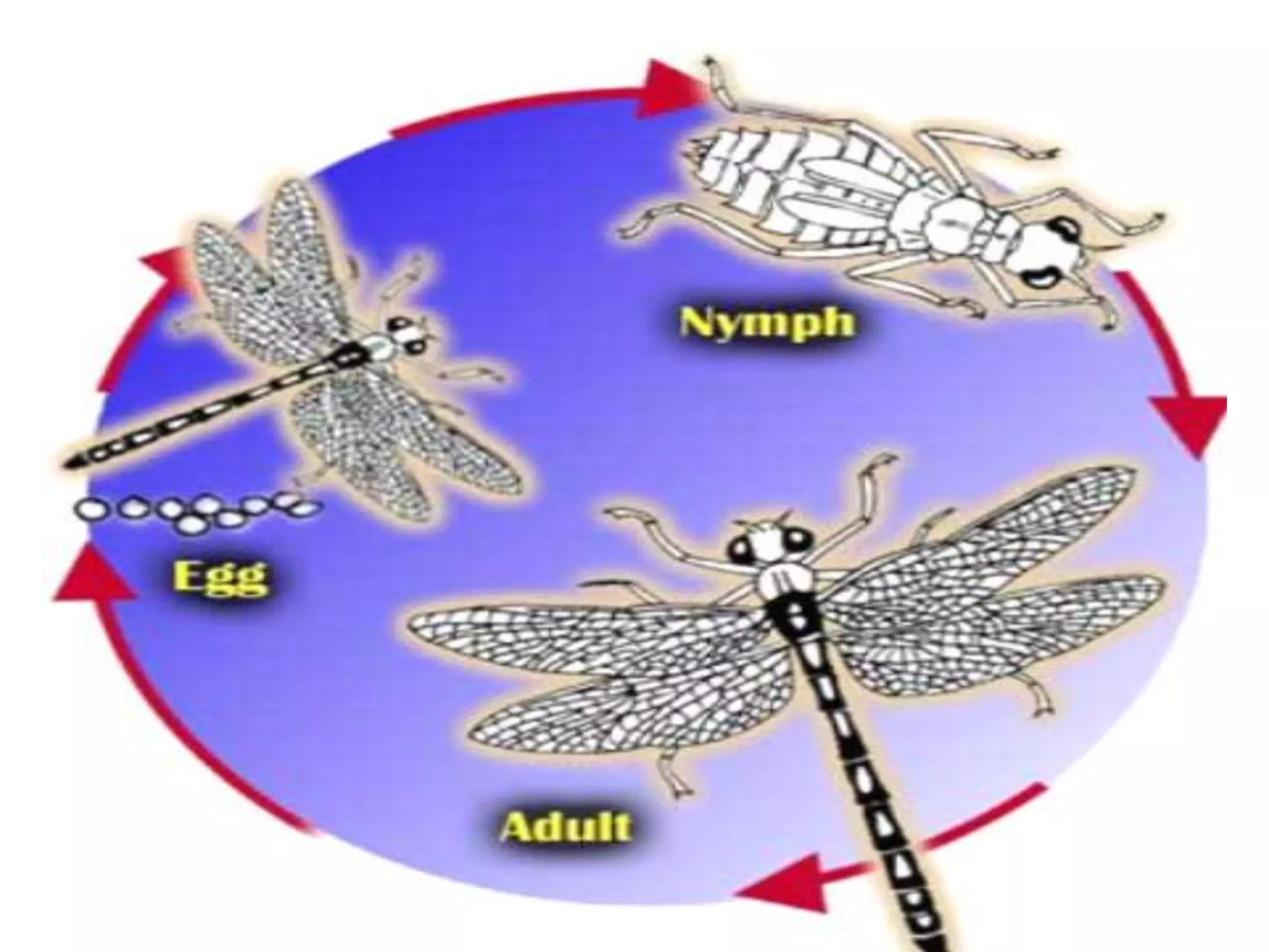 Metamorphosis in insects | PPTX