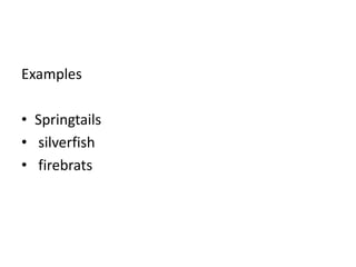 Examples
• Springtails
• silverfish
• firebrats
 