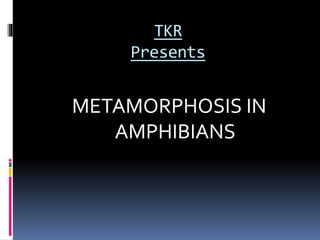 TKR
Presents
METAMORPHOSIS IN
AMPHIBIANS
 
