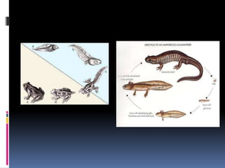 Metamorphosis in insects | PPTX