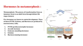 Hormones in metamorphosis :
Metamorphosis: The process of transformation from an
immature form to an adult form through distinct life
stages (instars)
Five hormones are known to control development. Three
of them (PTTH, Eclosion, and Bursicon are produced by
neurosecretory cells).
1. PTTH (prothoracicotrphic hormone)
2. Juvenile hormone
3. Ecdysone (moulting hormone)
4. Eclosion
5. Bursicon (tanning hormone)
 