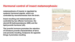 Hormonal control of insect metamorphosis:
metamorphosis of insects is regulated by
systemic hormonal signals, which are
controlled by neurohormones from the brain.
Insect moulting and metamorphosis are
controlled by two effector hormones: the
steroid 20-hydroxyecdysone (20E) and the
lipid juvenile hormone (JH).
The juvenile hormone promotes the retention
of immature juvenile characteristics of larva
and prevents moulting. Ecdysone do opposite
things it promotes moulting
 
