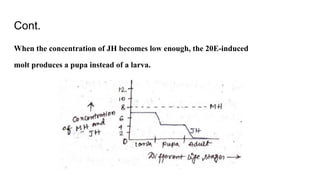 Cont.
When the concentration of JH becomes low enough, the 20E-induced
molt produces a pupa instead of a larva.
 