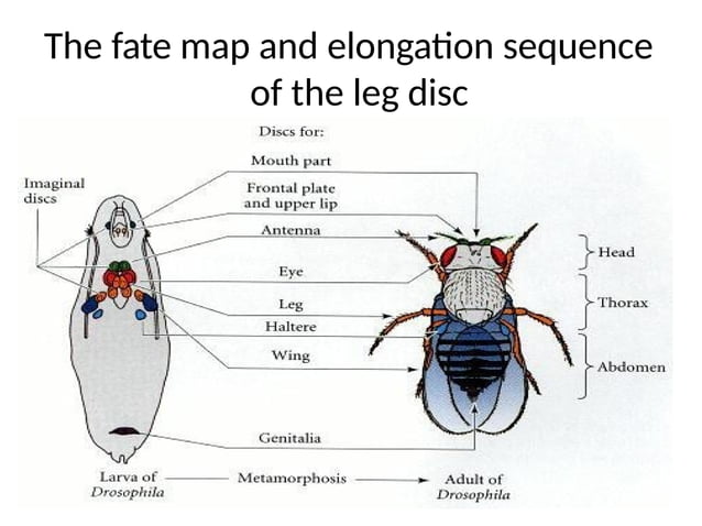 Metamorphosis in Insects. modified 2.pptx