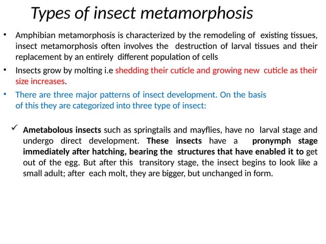 Metamorphosis in Insects. modified 2.pptx