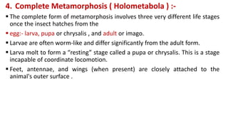 4. Complete Metamorphosis ( Holometabola ) :-
 The complete form of metamorphosis involves three very different life stages
once the insect hatches from the
 egg:- larva, pupa or chrysalis , and adult or imago.
 Larvae are often worm-like and differ significantly from the adult form.
 Larva molt to form a “resting” stage called a pupa or chrysalis. This is a stage
incapable of coordinate locomotion.
 Feet, antennae, and wings (when present) are closely attached to the
animal's outer surface .
 