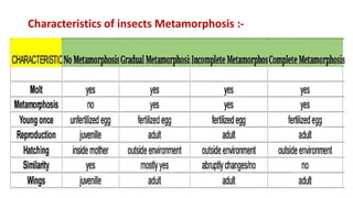 Characteristics of insects Metamorphosis :-
 