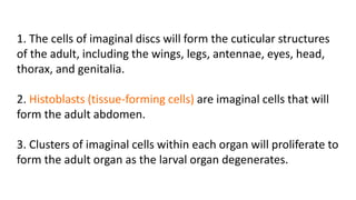 1. The cells of imaginal discs will form the cuticular structures
of the adult, including the wings, legs, antennae, eyes, head,
thorax, and genitalia.
2. Histoblasts (tissue-forming cells) are imaginal cells that will
form the adult abdomen.
3. Clusters of imaginal cells within each organ will proliferate to
form the adult organ as the larval organ degenerates.
 
